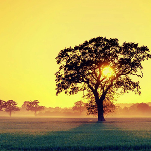 Nhạc Quê Hương - Truyền Thống