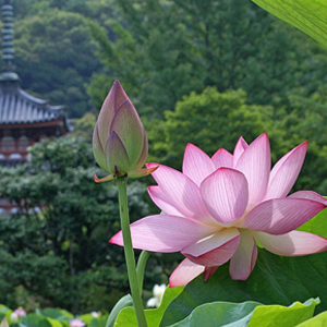 Nhạc Thánh Ca - Phật Giáo